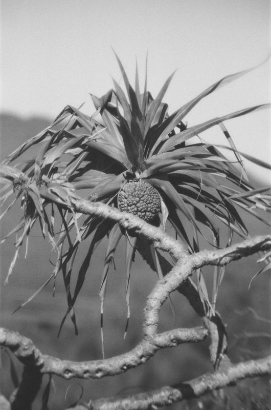 Temporal Equanimity, 35mm photograph, roll 1