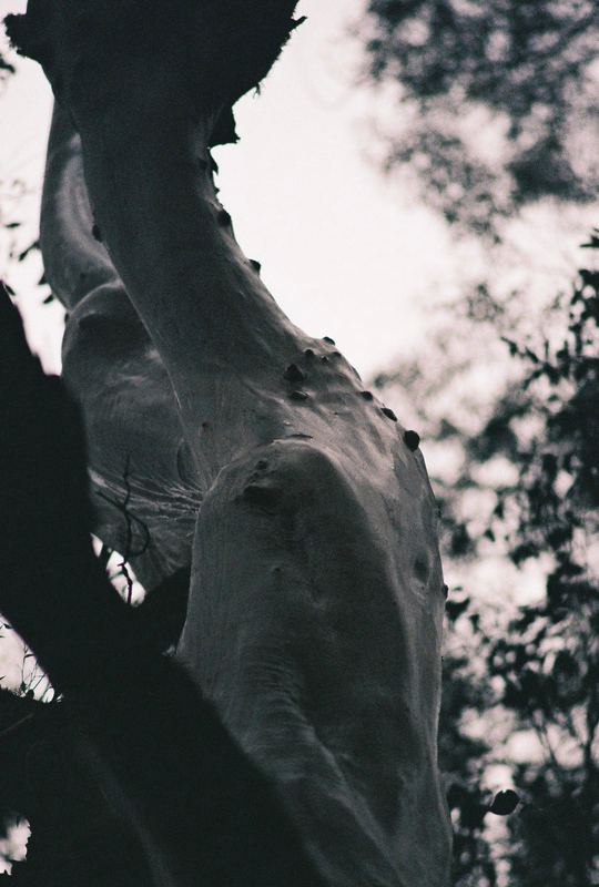 Temporal Equanimity, 35mm photograph, roll 1