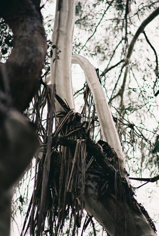 Temporal Equanimity, 35mm photograph, roll 1