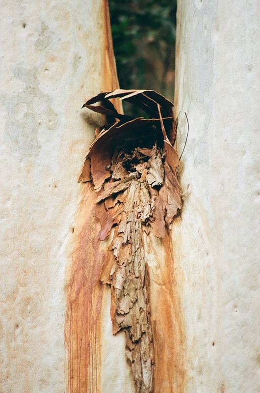 Temporal Equanimity, 35mm photograph, roll 1