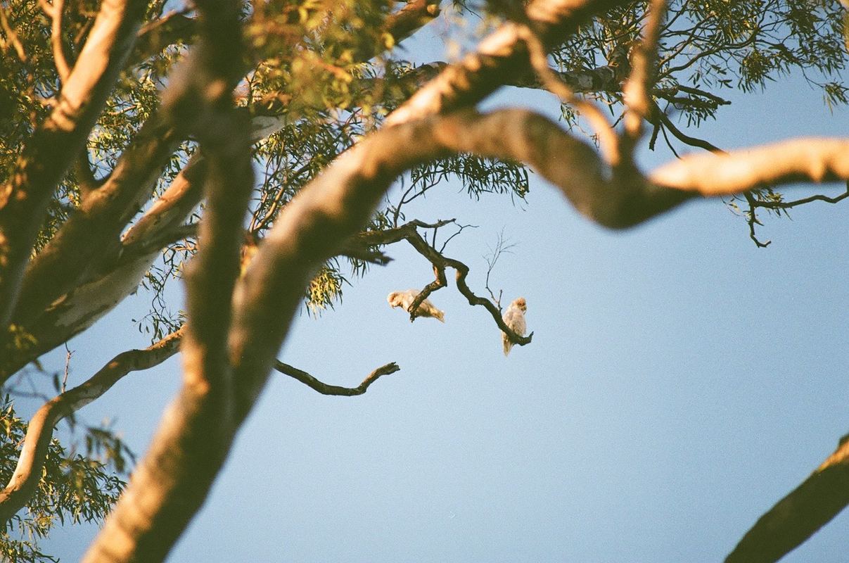 Temporal Equanimity, 35mm photograph, roll 2