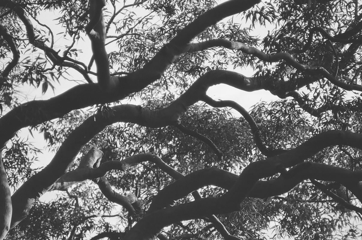 Temporal Equanimity, 35mm photograph, roll 3