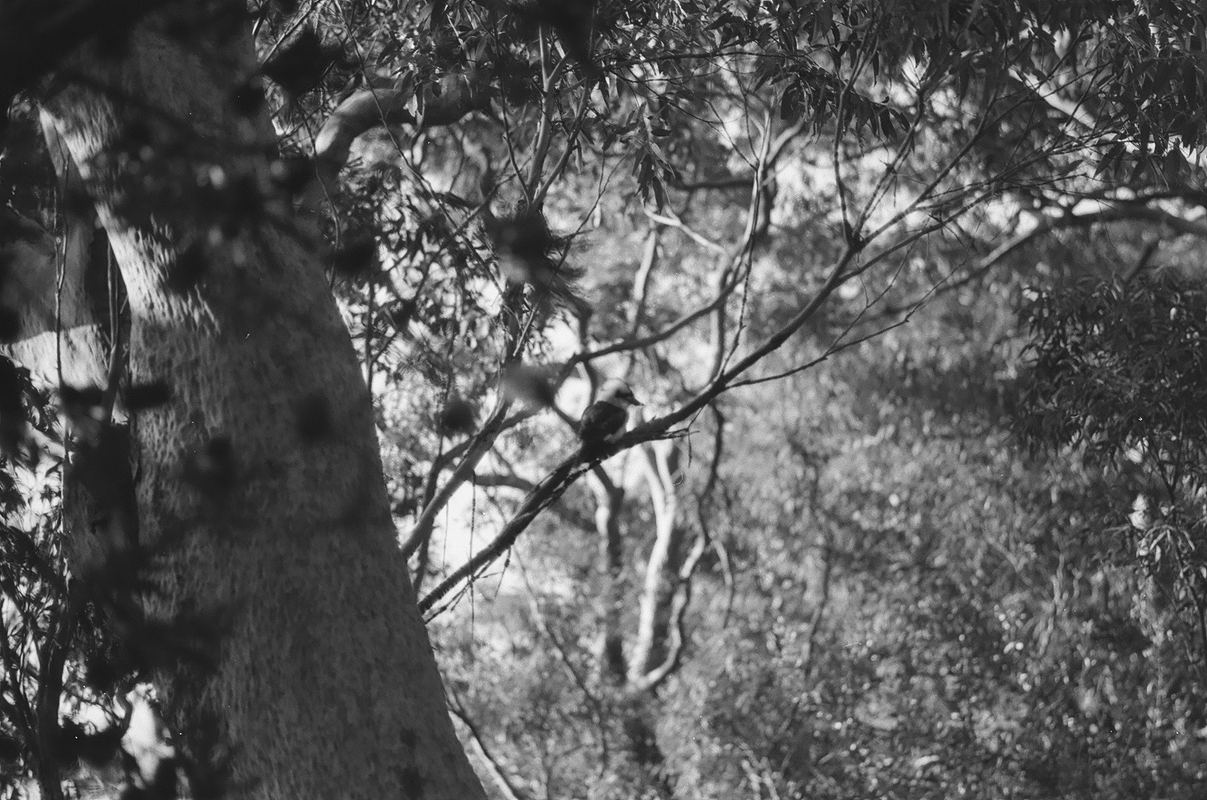 Temporal Equanimity, 35mm photograph, roll 3