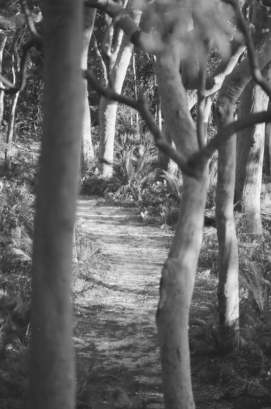 Temporal Equanimity, 35mm photograph, roll 3