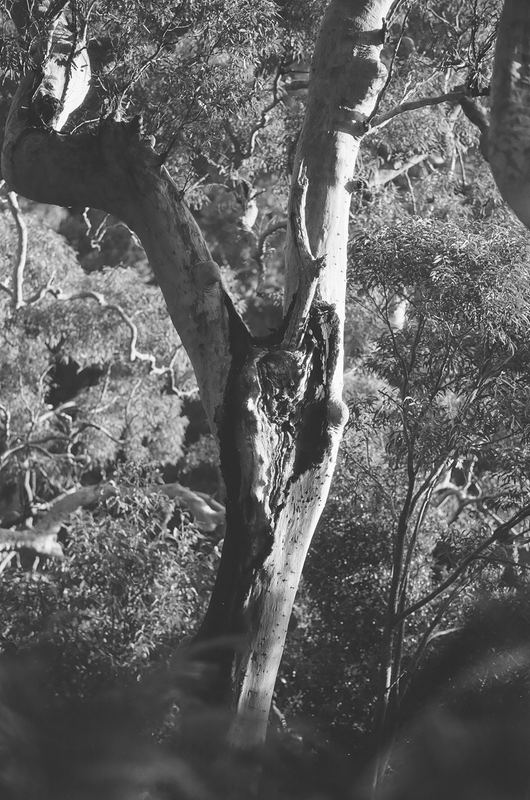 Temporal Equanimity, 35mm photograph, roll 3