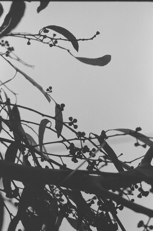 Temporal Equanimity, 35mm photograph, roll 3