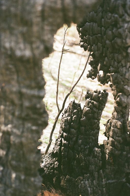 Temporal Equanimity, 35mm photograph, roll 4