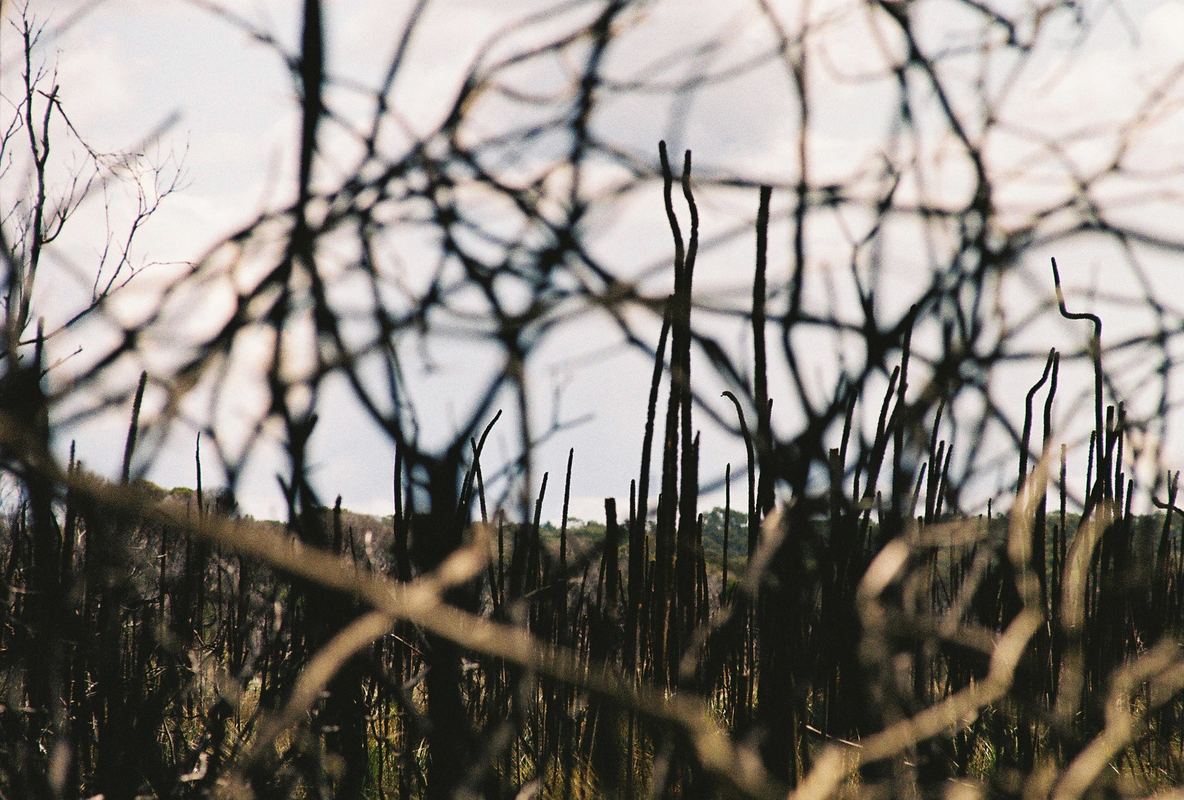Temporal Equanimity, 35mm photograph, roll 5