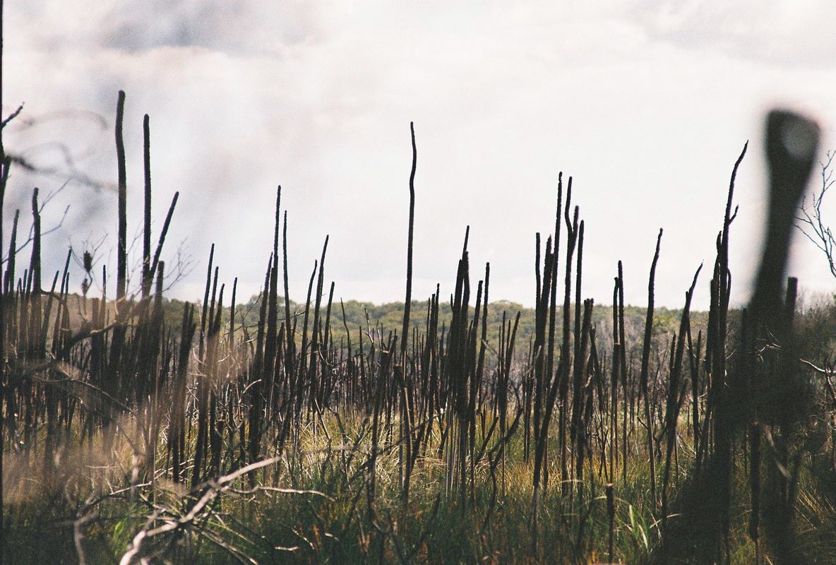 Temporal Equanimity, 35mm photograph, roll 5